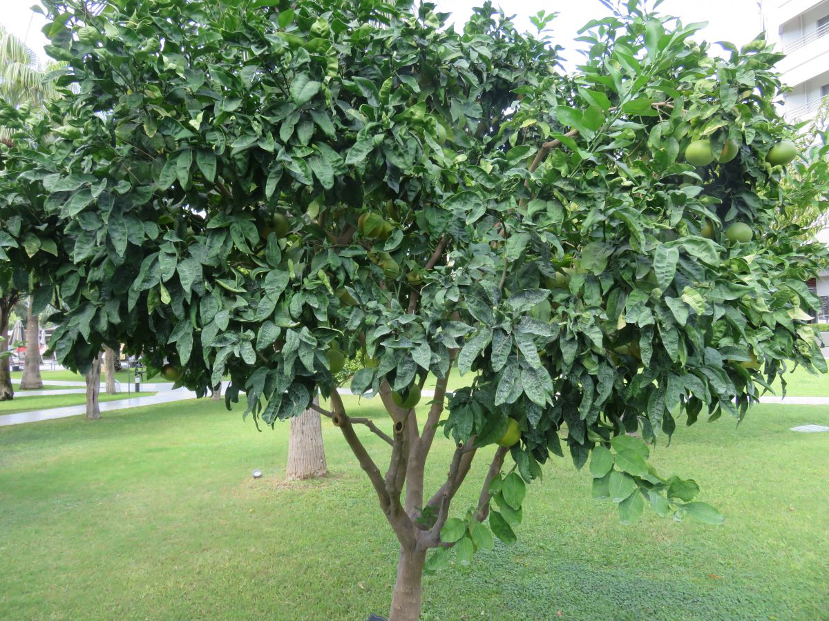 imagini hotel Miramare Beach Side